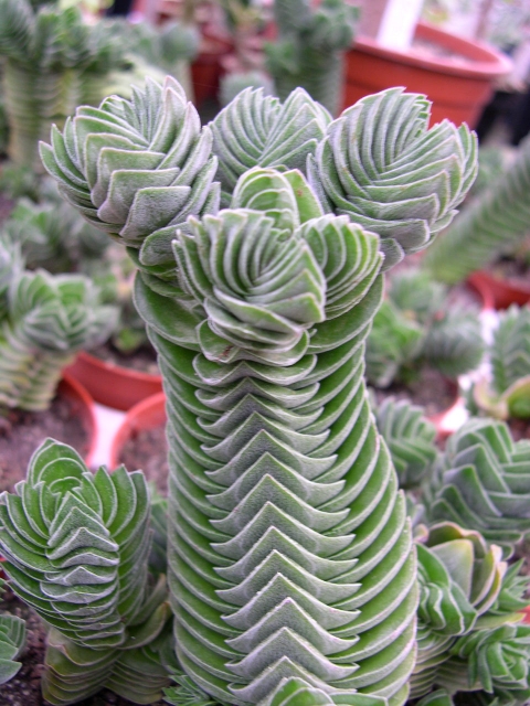 crassula buddastemple