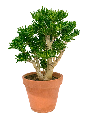 crassula_gollum_bush