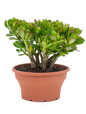 crassula_ovata_bush