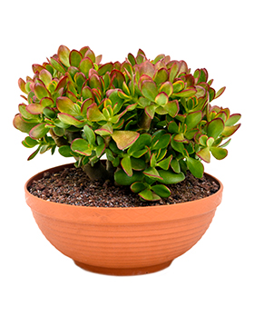 crassula_sunset_colorata_bush